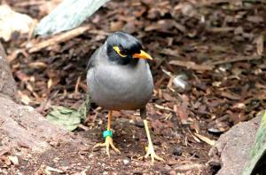 Martin des berges (Acridotheres ginginianus)