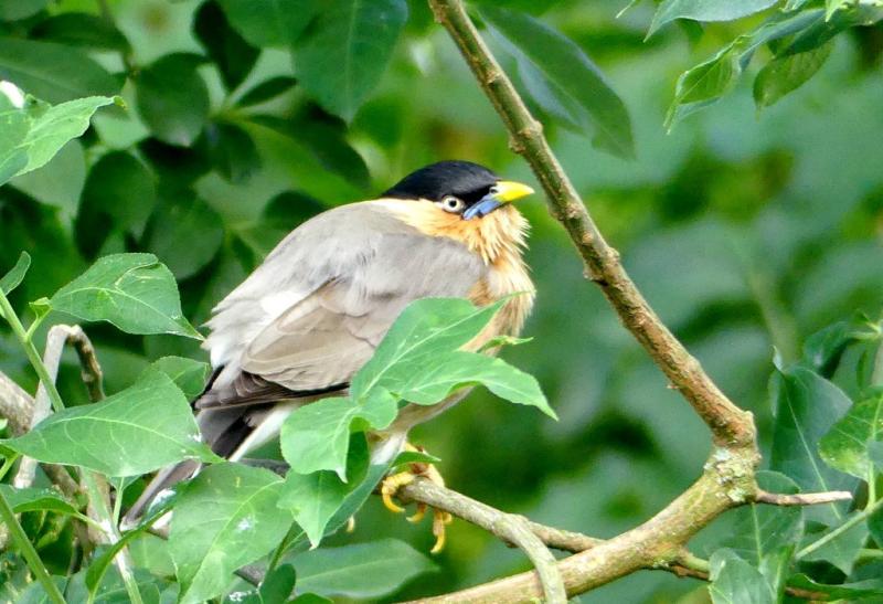 Étourneau des pagodes (Sturnia pagodarum)