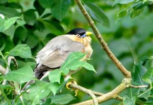Étourneau des pagodes (Sturnia pagodarum)