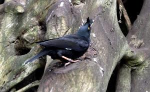 Martin huppé (Acridotheres cristatellus)