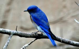 Merlebleu de l 'Ouest (Cyanoptila cyanomelana)