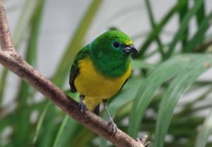 Organiste à nuque bleue (Chlorophonia cyanea)