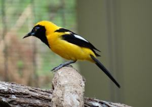 Oriole à dos orange (Icterus croconotus)