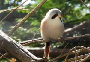 Panure à moustaches (Panurus biarmicus)