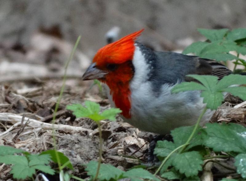 Paroare huppé (Paroaria coronata)