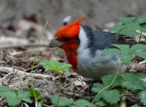 Paroare huppé - Passériformes (Paroaria coronata)