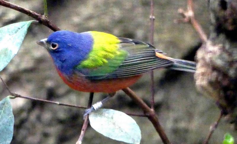 Passerin nonpareil (Passerina ciris)