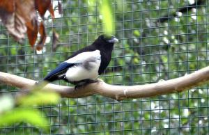Pie bavarde (Pica pica)