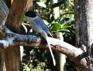 Pie bleue - Passériformes (Cyanopica cyanus)