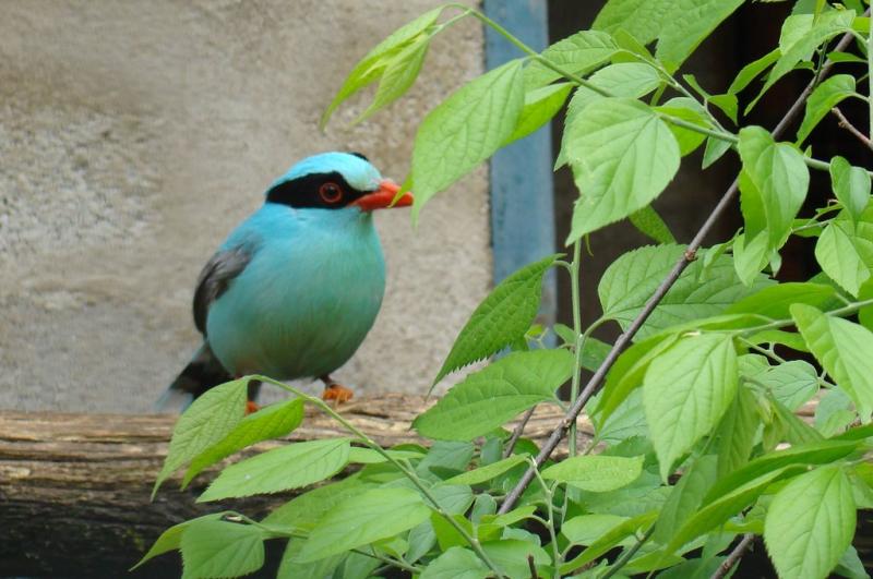Pirolle verte (Cissa chinensis)