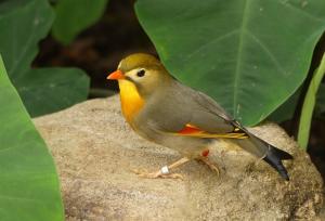 Rossignol du Japon (Leiothrix lutea)