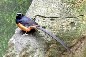Shama à croupion blanc - Passériformes (Copsychus malabaricus)