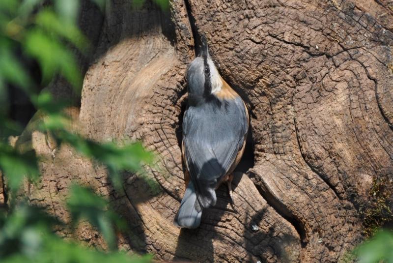 Sittelle torchepot (Sitta europaea caesia)