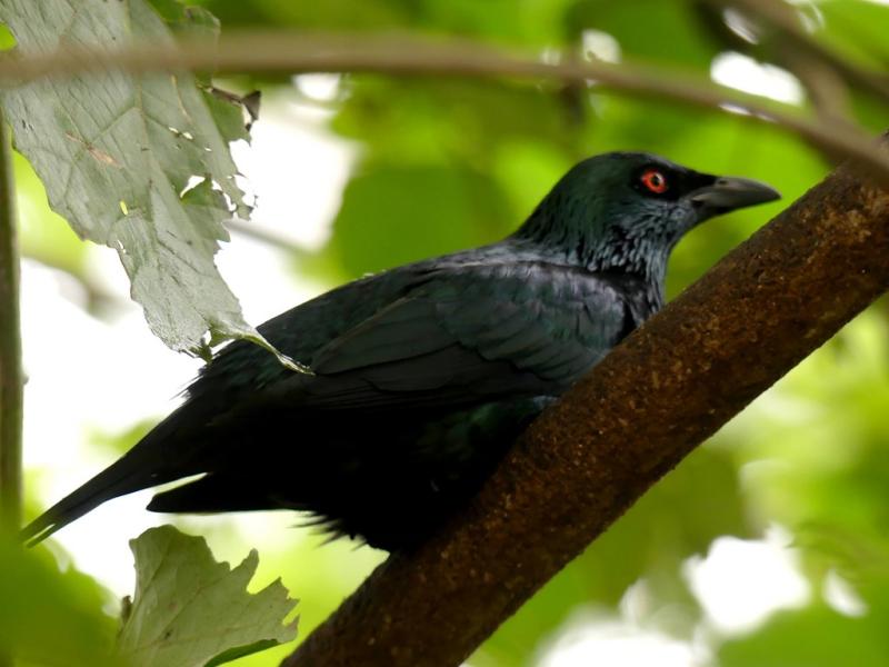 Stourne bronzé (Aplonis panayensis)