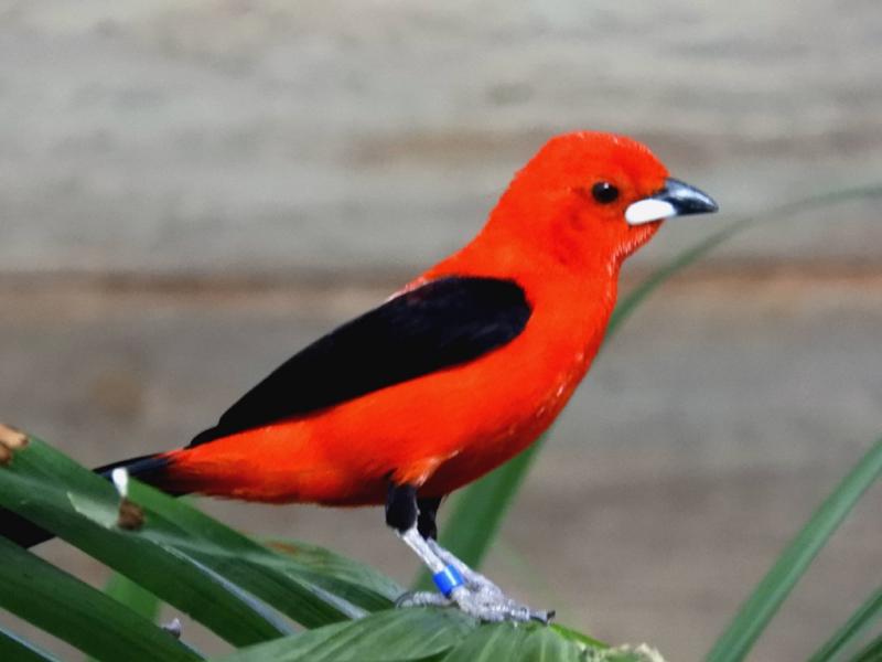 Tangara du Brésil (Ramphocelus bresilia)
