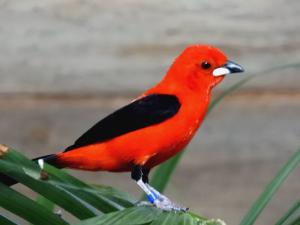 Tangara du Brésil (Ramphocelus bresilia)