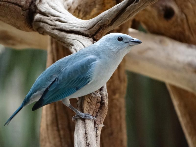 Tangara évêque (Thraupis episcopus)