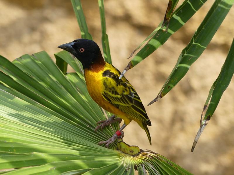 Tisserin gendarme (Ploceus cucullatus)