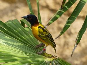 Tisserin gendarme (Ploceus cucullatus)