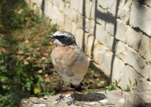 Traquet motteux (Oenanthe oenanthe)