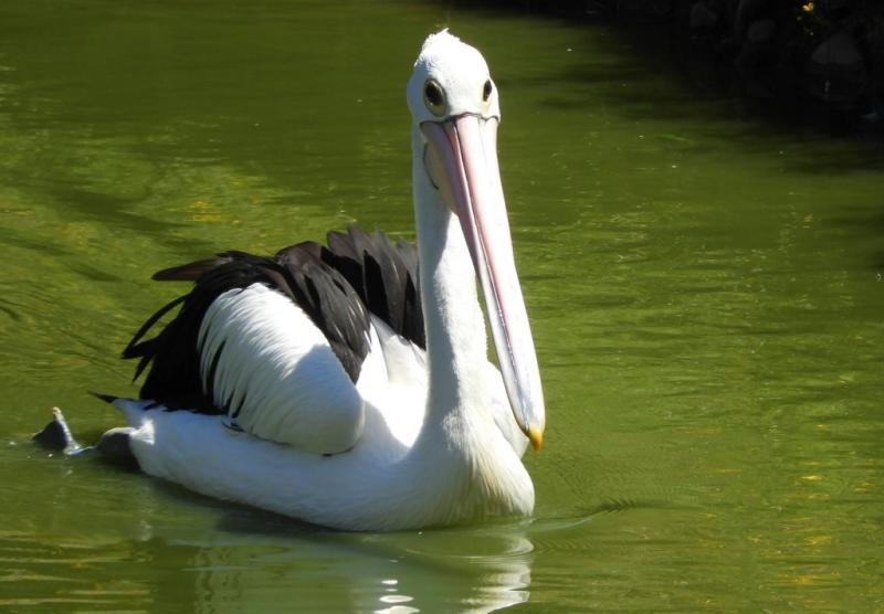 Pélican à lunettes (Pelecanus conspicillatus)