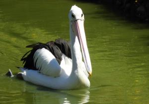 Pélican à lunettes (Pelecanus conspicillatus)