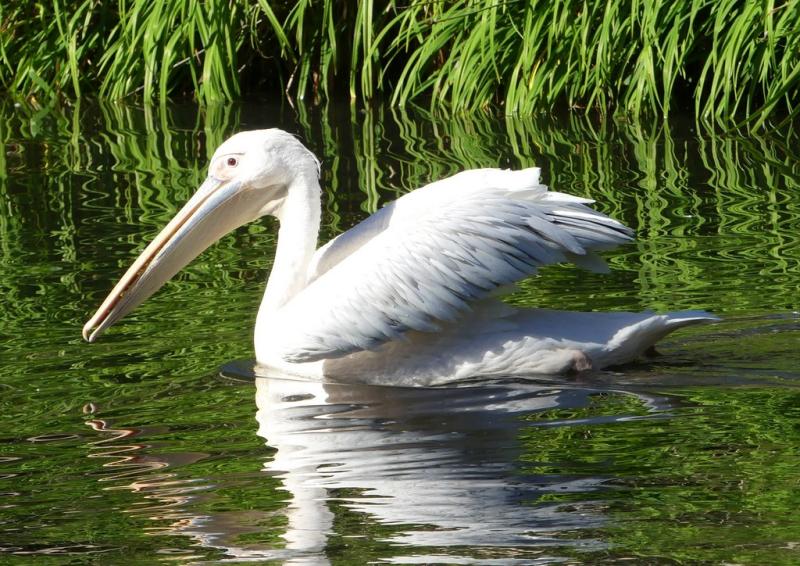 Pélican blanc (Pelecanus onocrotalus)