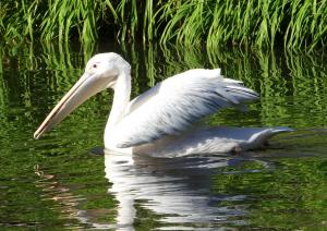 Pélican blanc (Pelecanus onocrotalus)