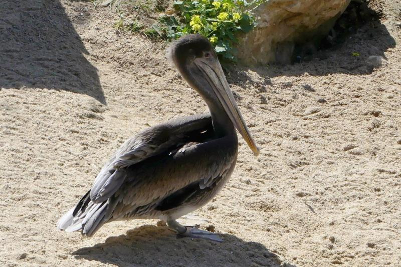 Pélican brun de l'Est (Pelecanus occidentalis carolinensis)