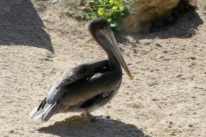 Pélican brun de l'Est (Pelecanus occidentalis carolinensis)