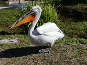 Pélican frisé (Pelecanus crispus)