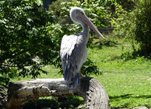 Pélican gris (Pelecanus rufescens)