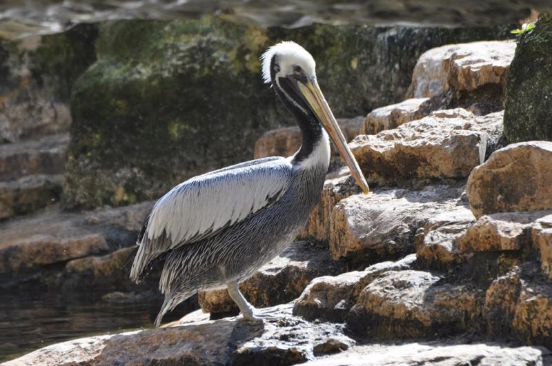 Pélican thage (Pelecanus thagus)