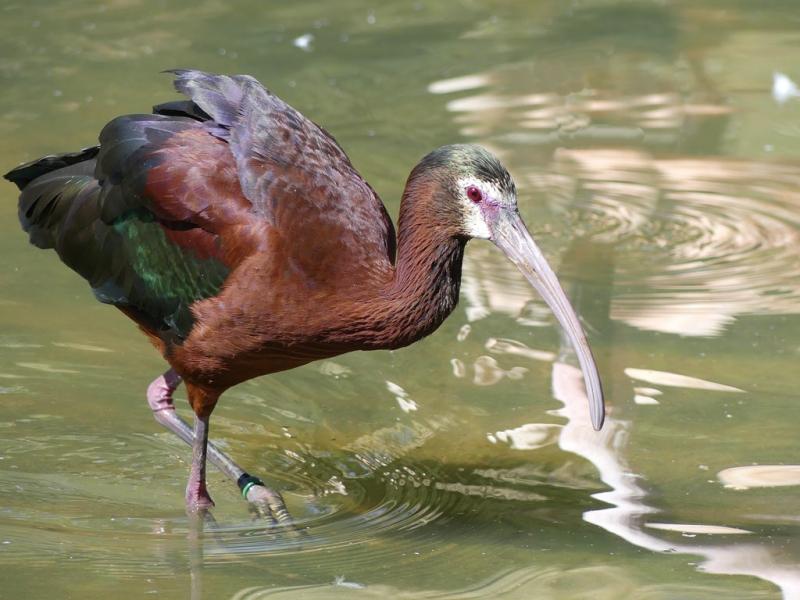 Ibis à face blanche (Plegadis chihi)