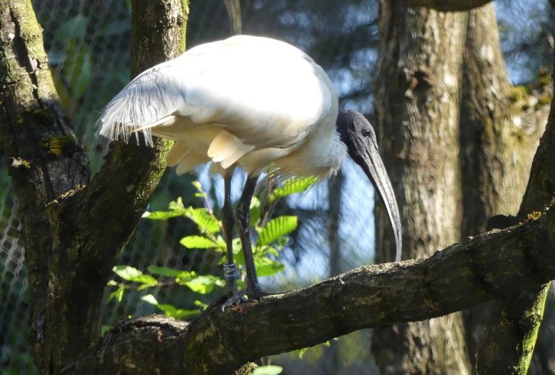 Ibis à tête noire (Threskiornis melanocephalus)