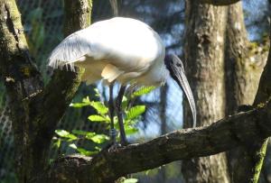 Ibis à tête noire (Threskiornis melanocephalus)