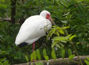 Ibis blanc (Eudocimus albus)