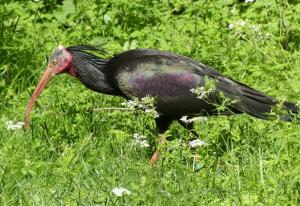 Ibis chauve - Pélécaniformes (Geronticus eremita)