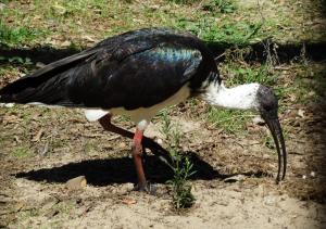 Ibis d'Australie (Threskiornis spinicollis)