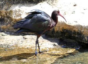Ibis de Ridgway (Plegadis ridgwayi)