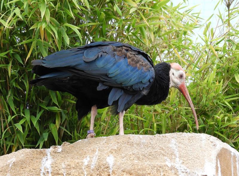 Ibis du Cap (Geronticus calvus)