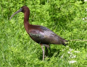 Ibis falcinelle (Plegadis falcinellus)