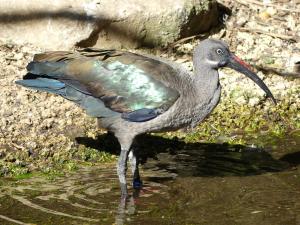 Ibis hagedash - Pélécaniformes (Bostrychia hagedash)
