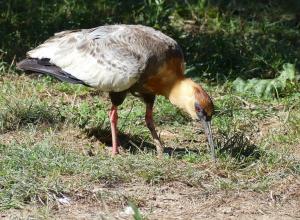 Ibis mandore (Theristicus caudatus)
