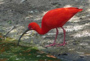 Ibis rouge (Eudocimus ruber)