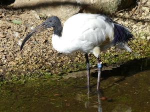 Ibis sacré (Threskiornis aethiopicus)
