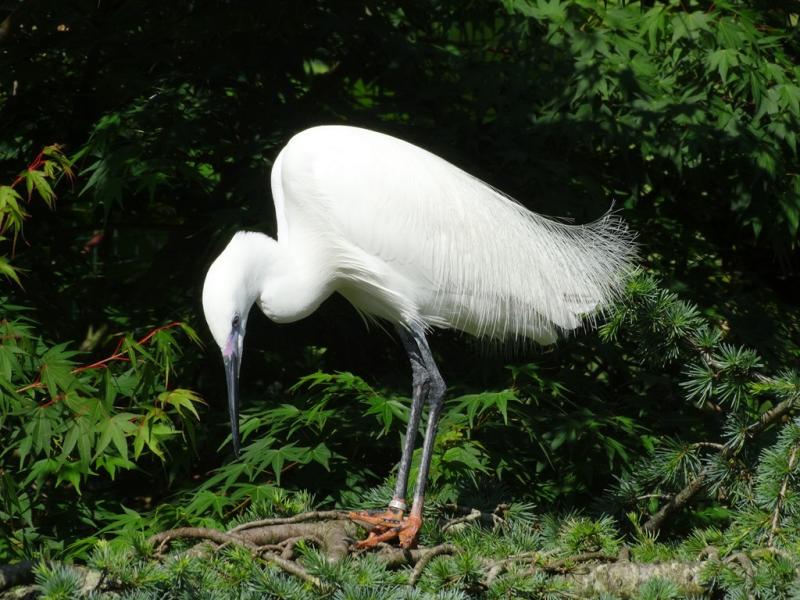 Aigrette garzette (Egretta garzetta)