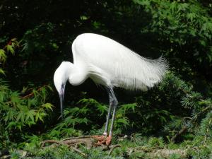 Aigrette garzette (Egretta garzetta)
