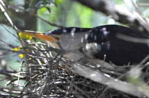 Blongios nain - Pélécaniformes (Ixobrychus minutus)