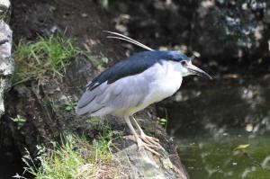 Héron bihoreau  (Nycticorax nycticorax)
